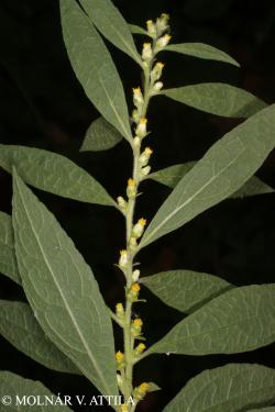 Carpesium abrotanoides L. 2.Kép