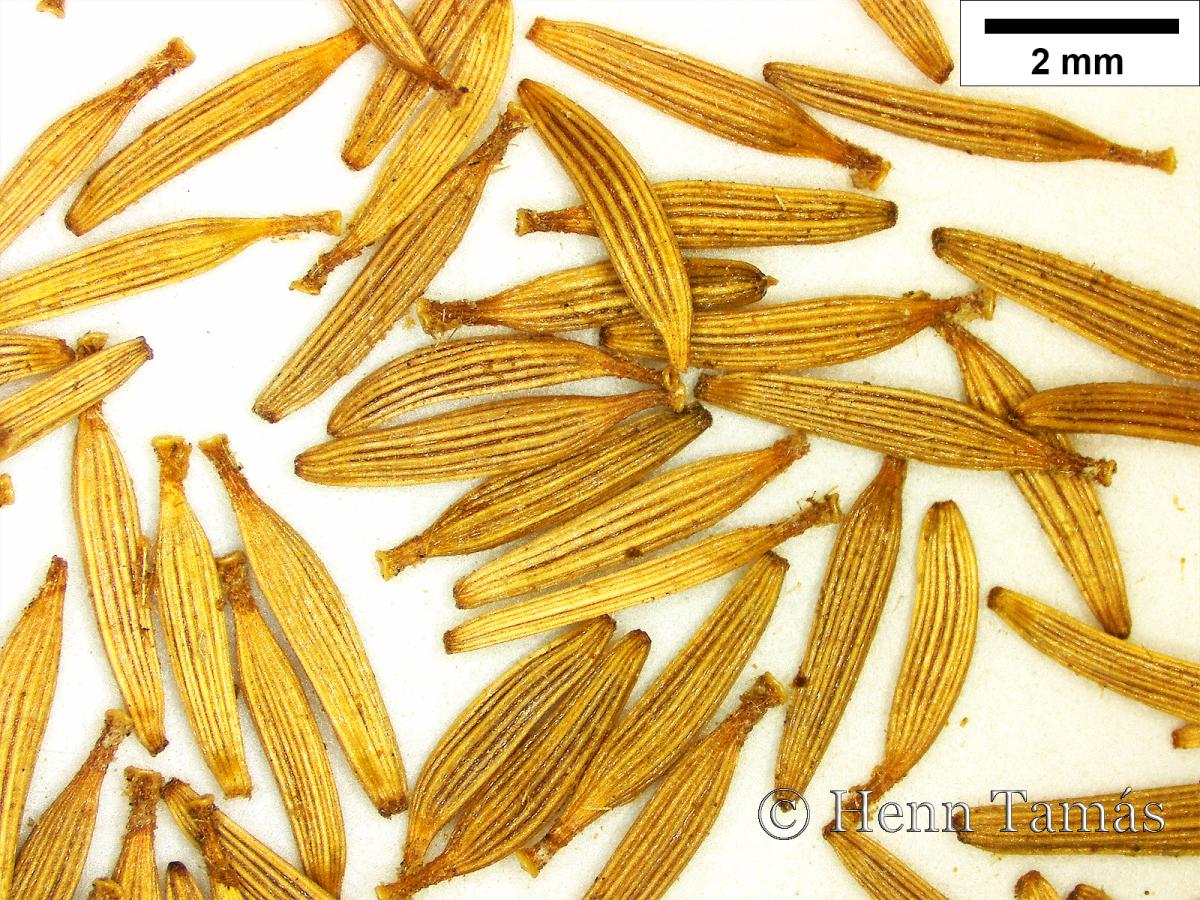 Carpesium cernuum L.