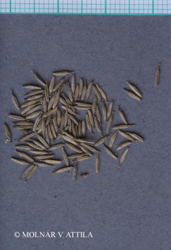 Carpesium cernuum L. 2.Kép