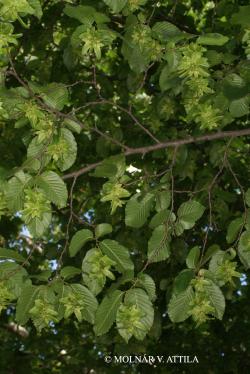 Carpinus betulus L. 2.Image