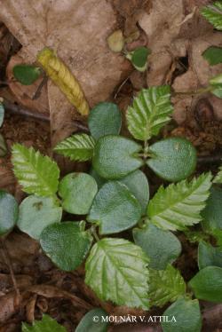 Carpinus betulus L. 3.Image