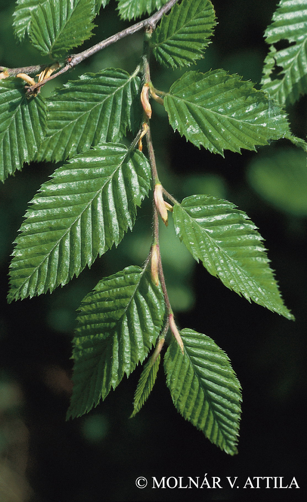 Carpinus orientalis Mill.