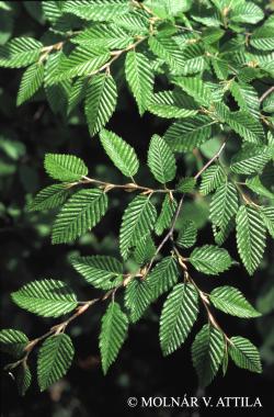 Carpinus orientalis Mill. 2.Kép