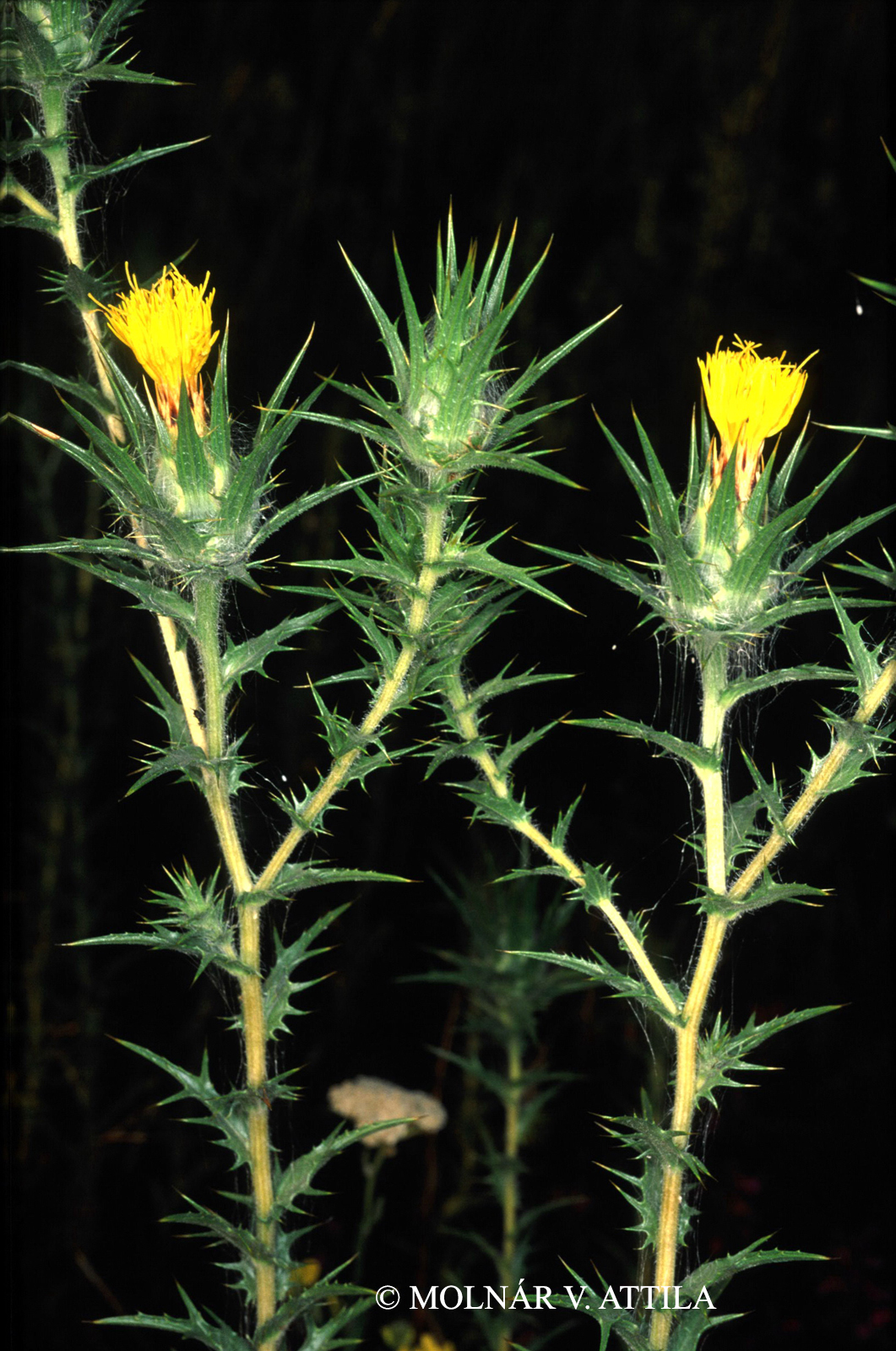 Carthamus lanatus L.