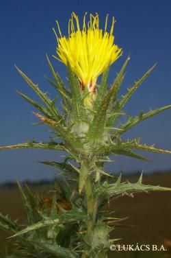 Carthamus lanatus L. 3.Kép