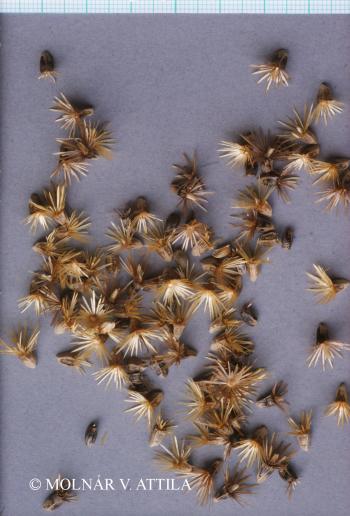 Carthamus lanatus L. 4.Kép
