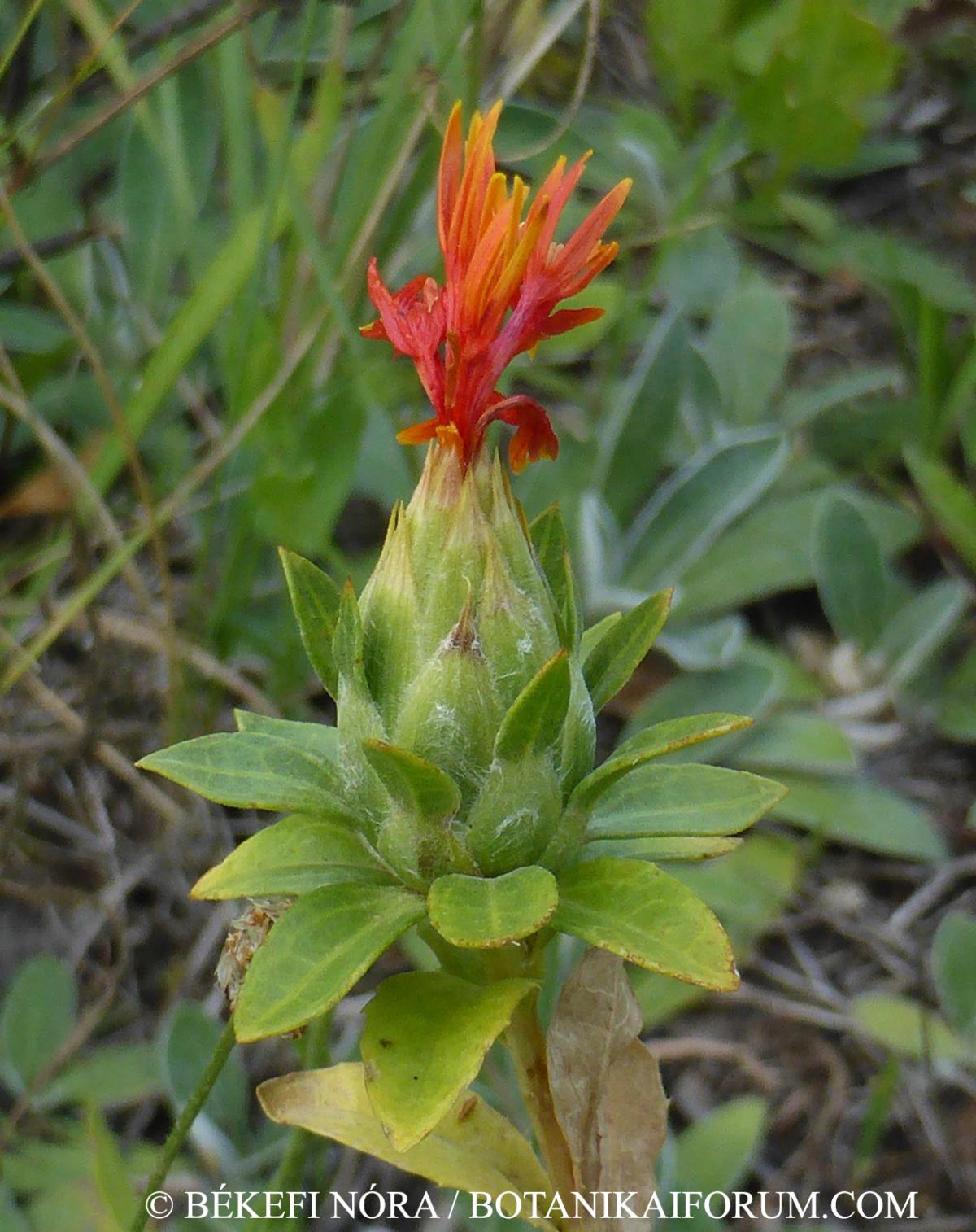Carthamus tinctorius L.