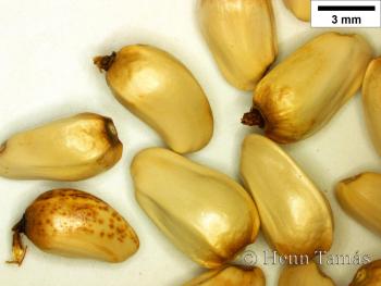 Carthamus tinctorius L. 3.Kép
