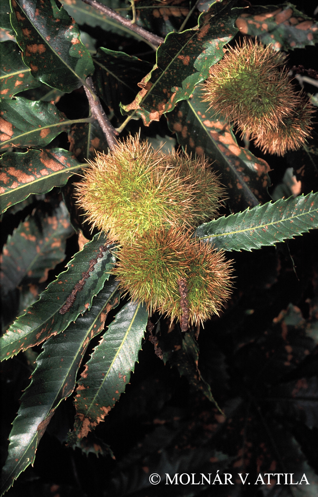 Castanea sativa Mill.