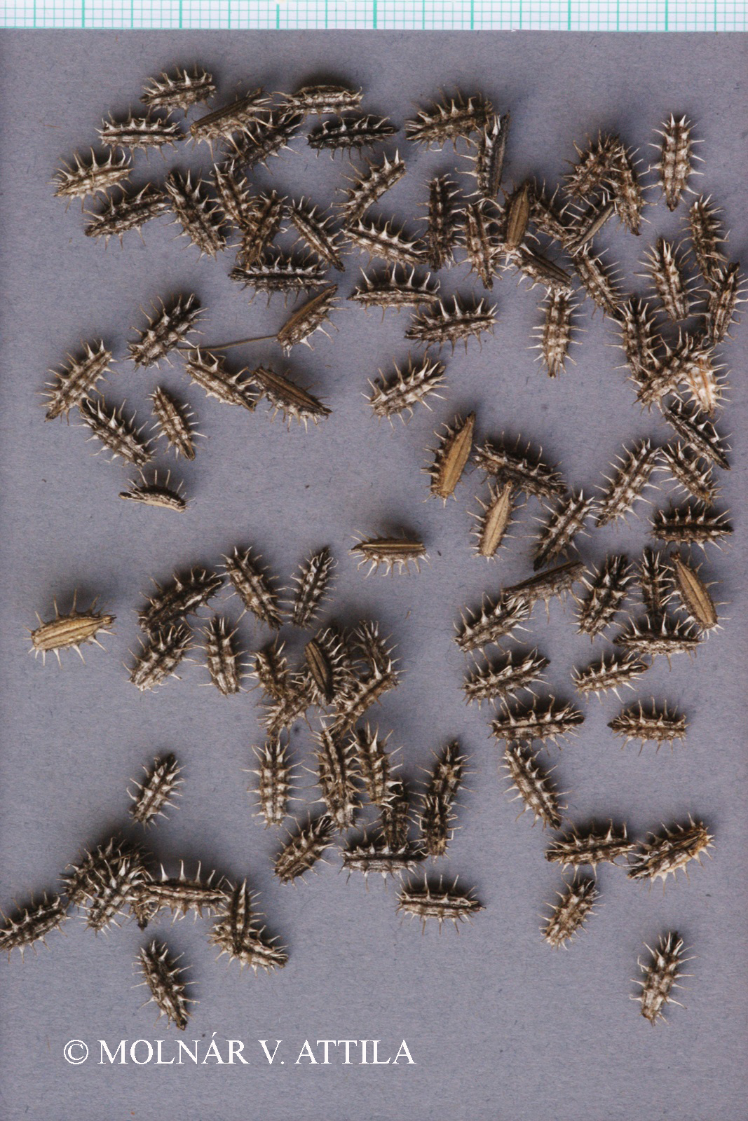 Caucalis platycarpos L.
