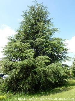 Cedrus atlantica (Endl.) Carrière 2.Image