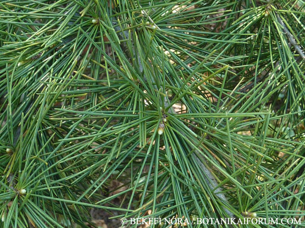 Cedrus deodara (D. Don) G. Don