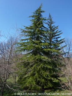 Cedrus deodara (D. Don) G. Don 2.Image