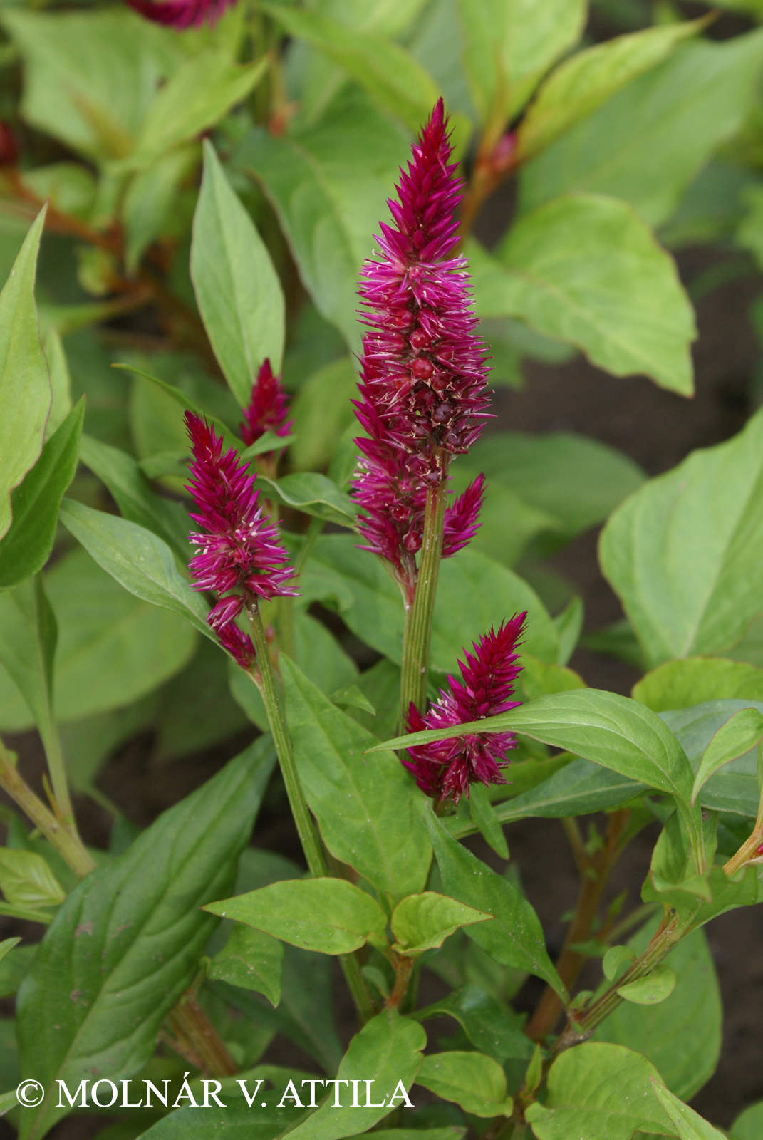 Celosia argentea L.