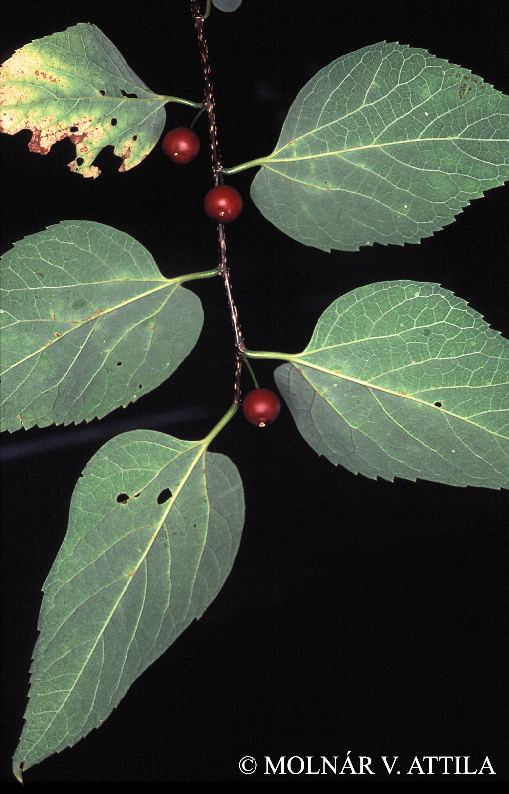 Celtis occidentalis L.