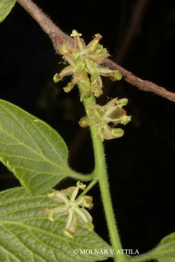 Celtis occidentalis L. 2.Image