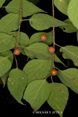 Celtis occidentalis L. 3.Image