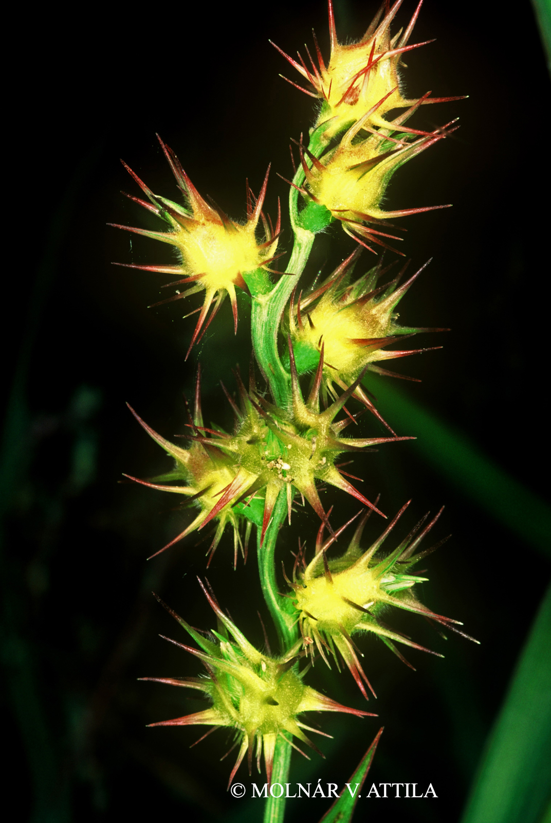 Cenchrus incertus M.A. Curtis