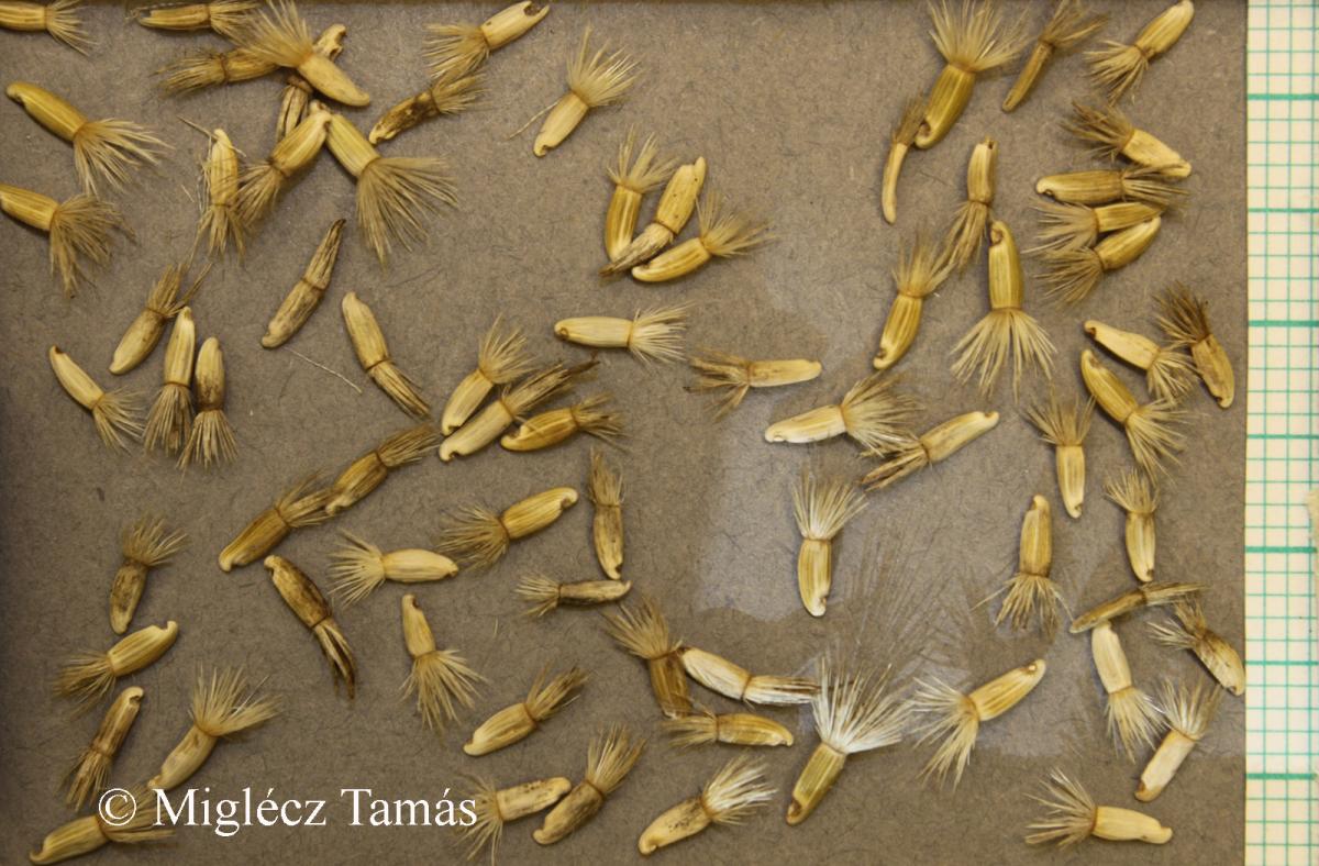 Centaurea arenaria M. Bieb. ex Willd.