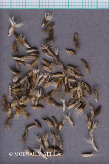 Centaurea arenaria M. Bieb. ex Willd. 2.Image