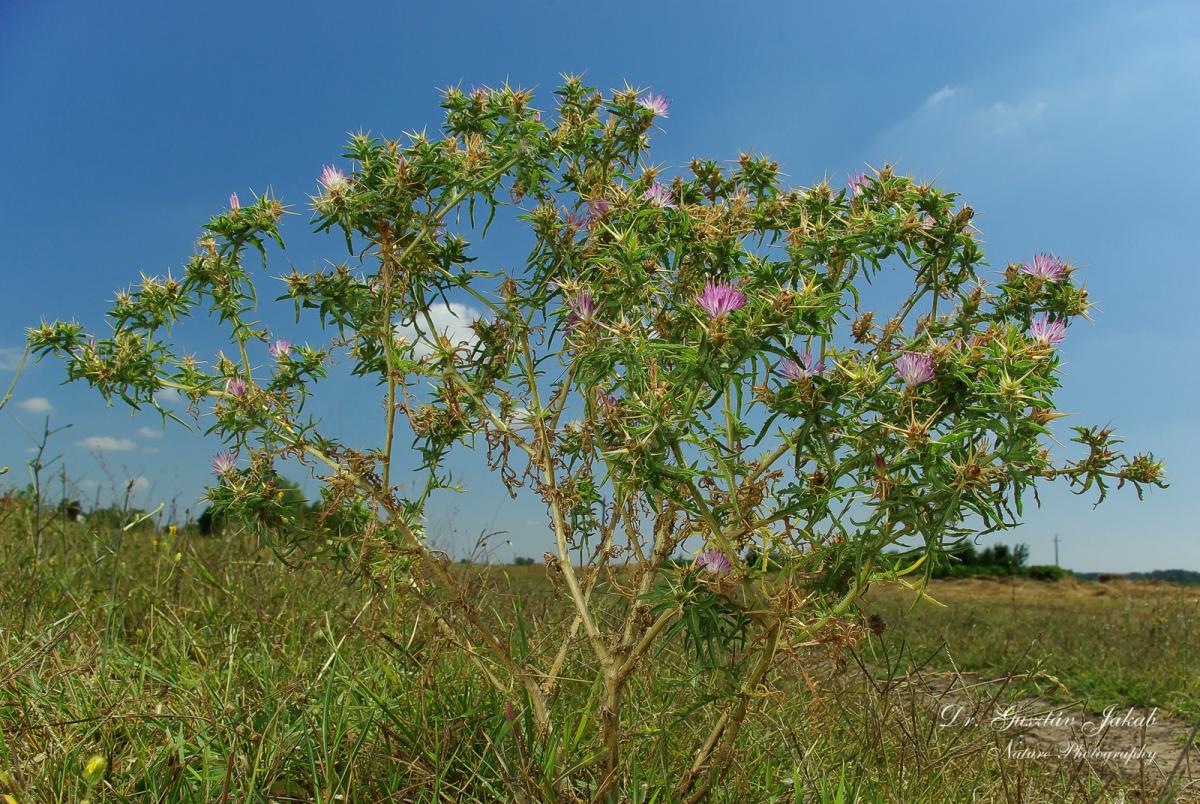 Centaurea calcitrapa L.