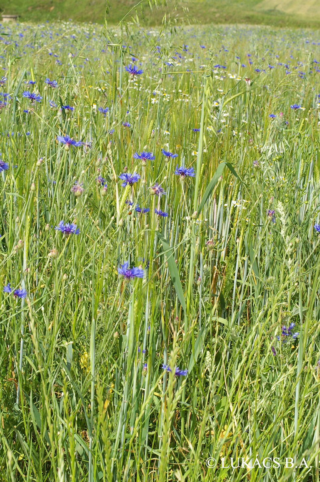 Centaurea cyanus L.