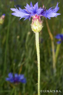Centaurea cyanus L. 2.Kép