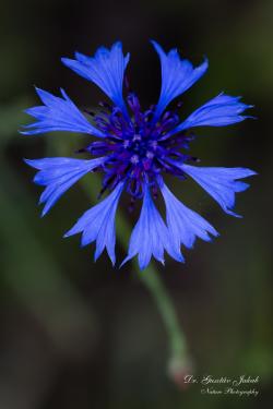 Centaurea cyanus L. 3.Kép