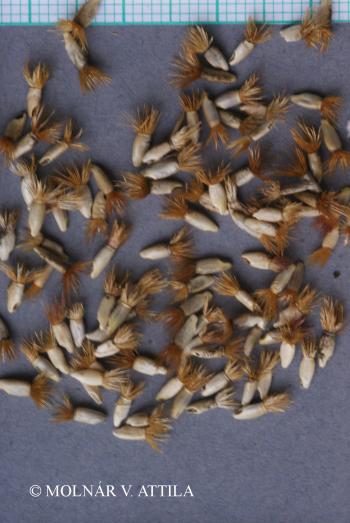 Centaurea cyanus L. 4.Kép