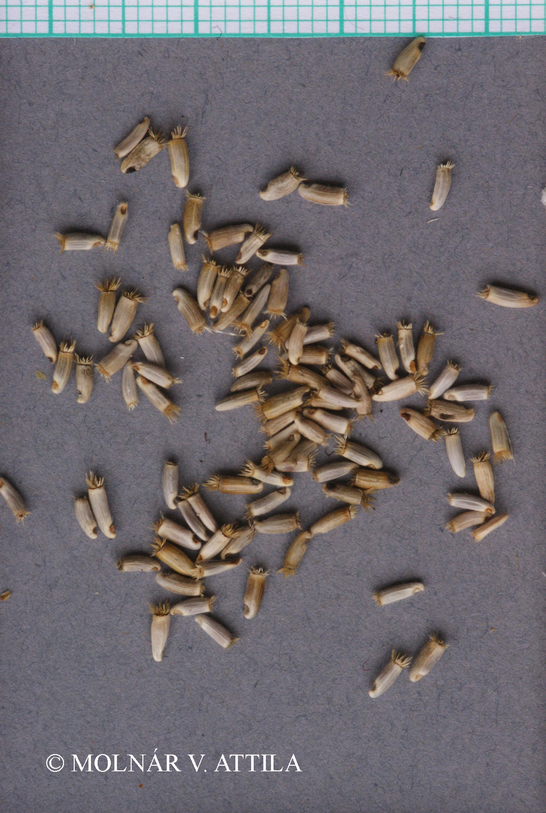 Centaurea indurata Janka