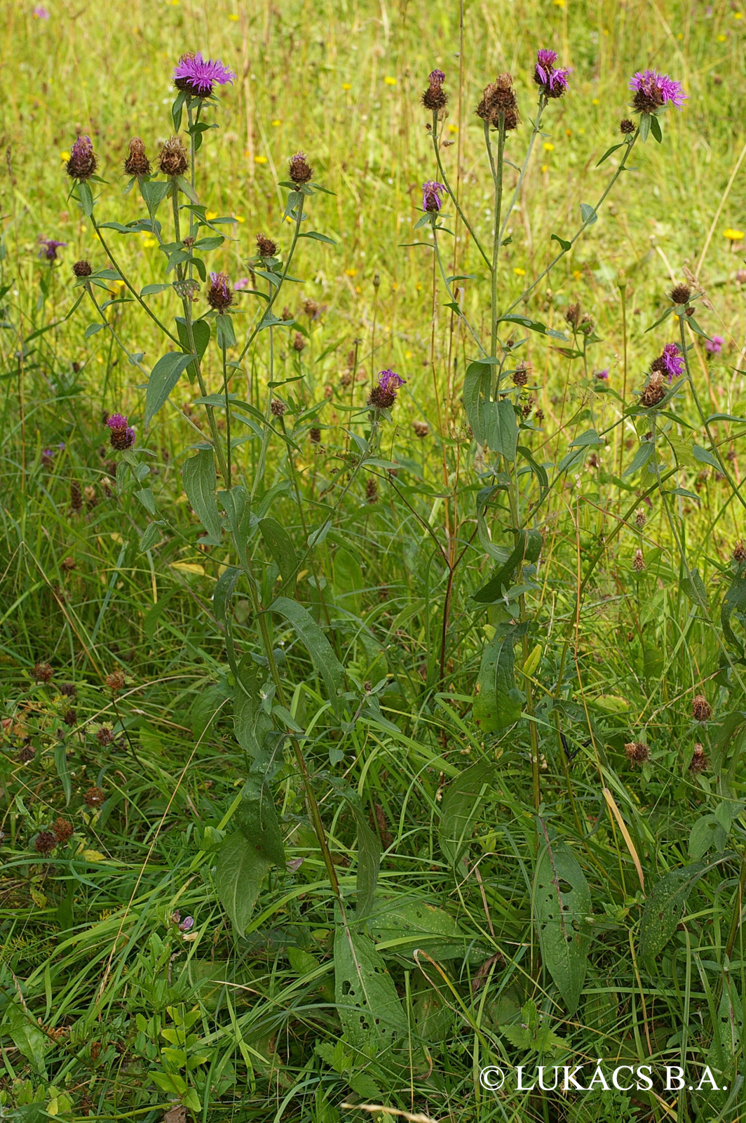 Centaurea jacea L. s. l.