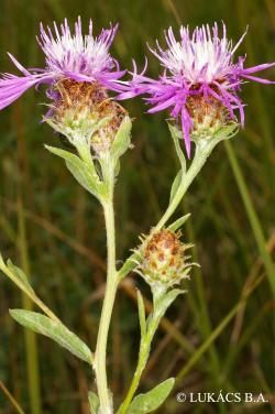 Centaurea jacea L. s. l. 2.Kép