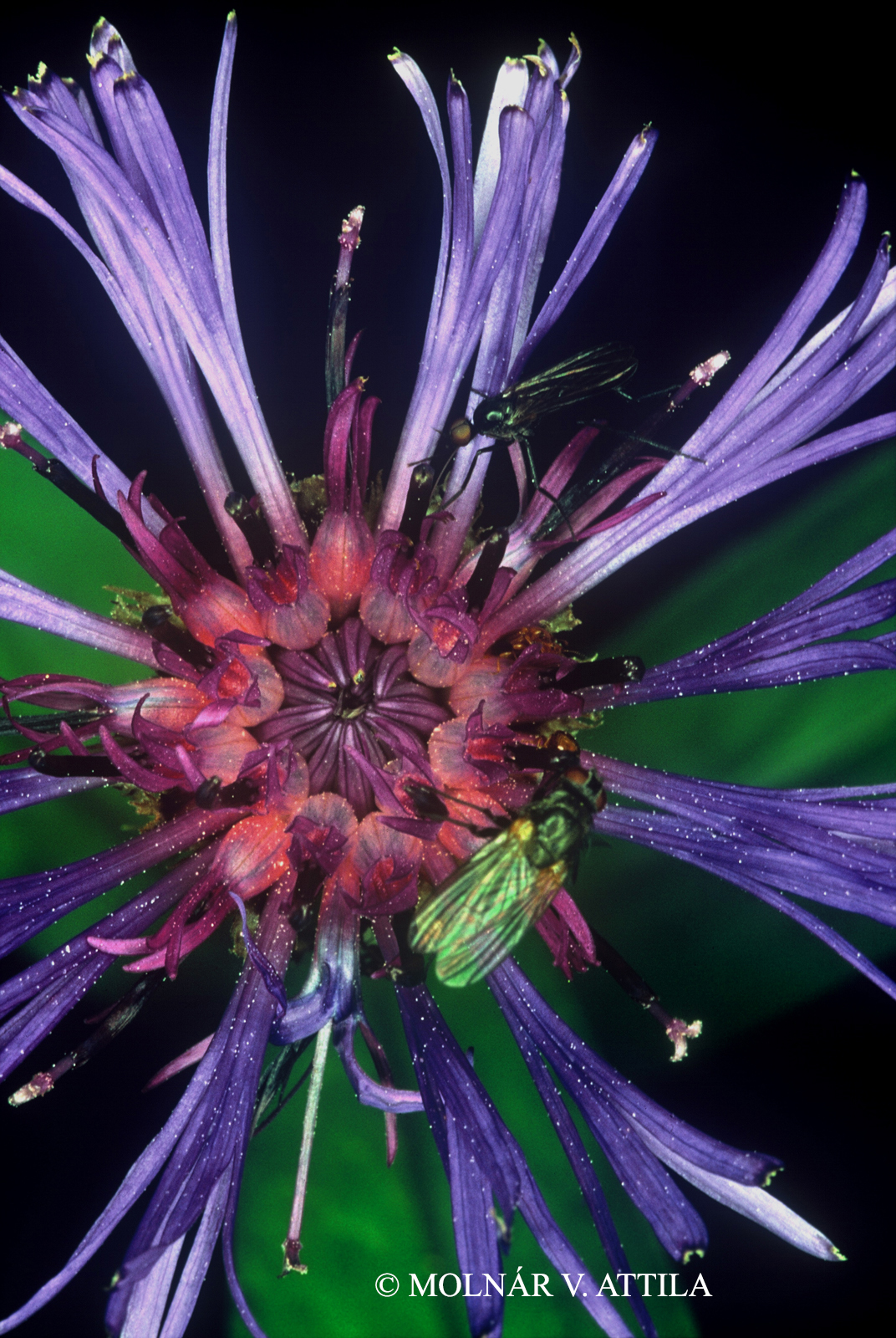 Centaurea mollis Waldst. et Kit.