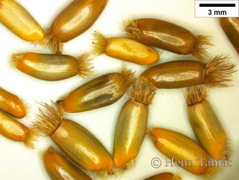 Centaurea mollis Waldst. et Kit. 2.Kép