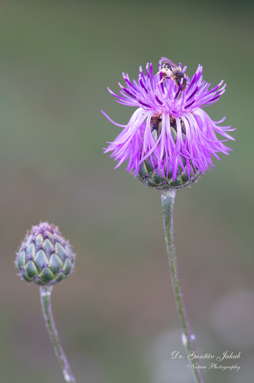 Centaurea scabiosa L. s. l.