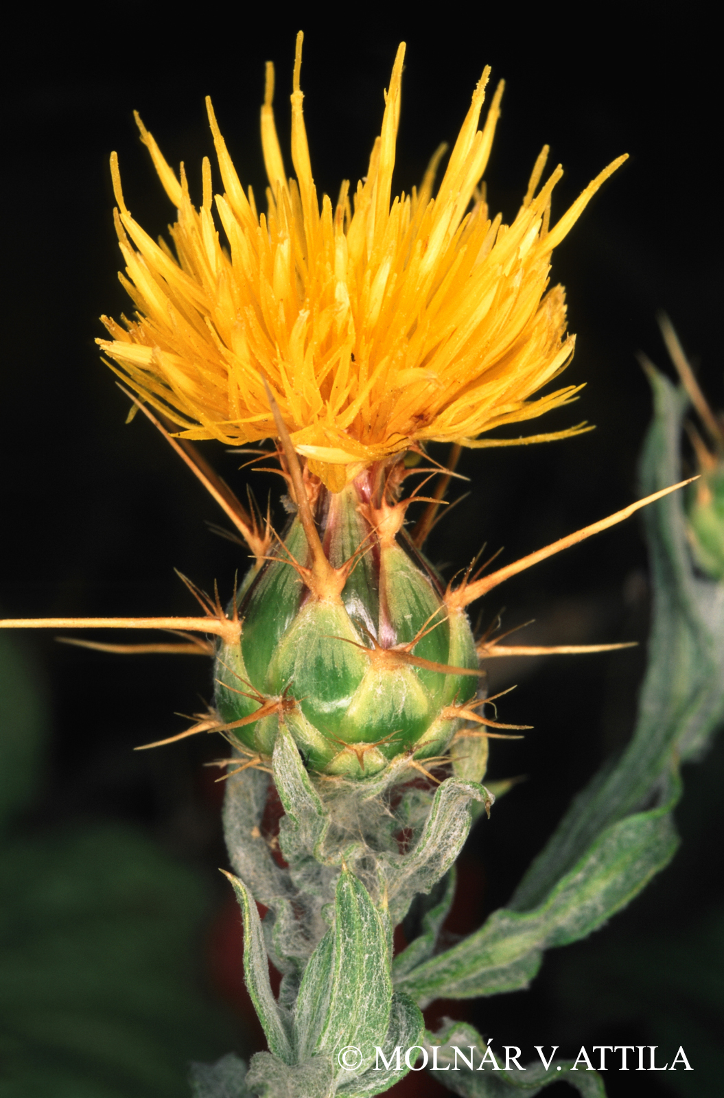 Centaurea solstitialis L.