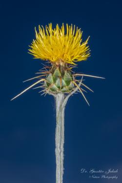 Centaurea solstitialis L. 2.Kép