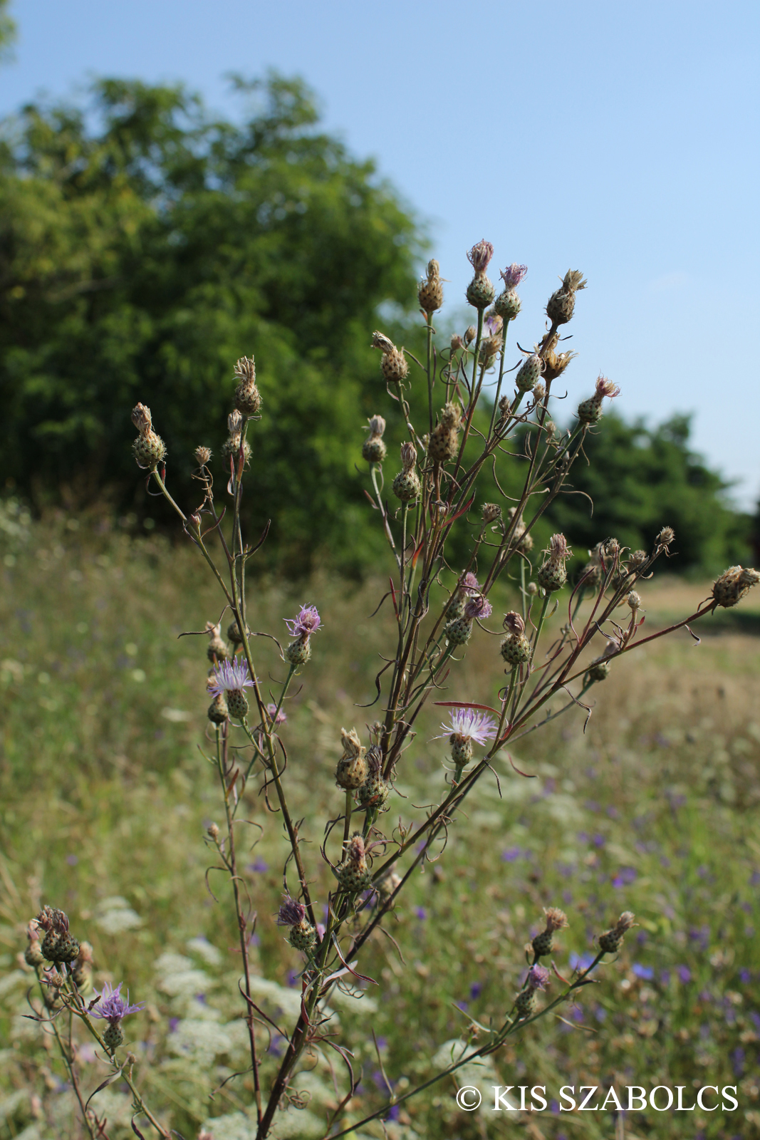 Centaurea stoebe L.
