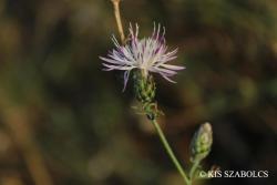 Centaurea stoebe L. 2.Kép
