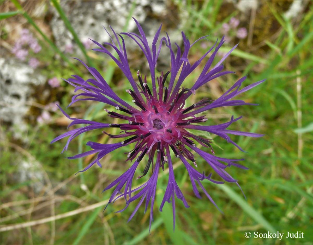 Centaurea triumfetti All.