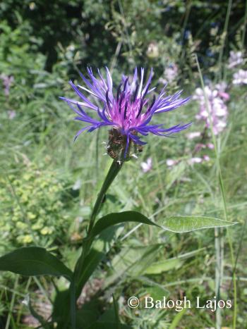 Centaurea triumfetti All. 3.Image