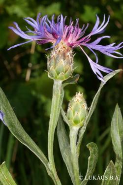 Centaurea triumfetti All. 2.Image