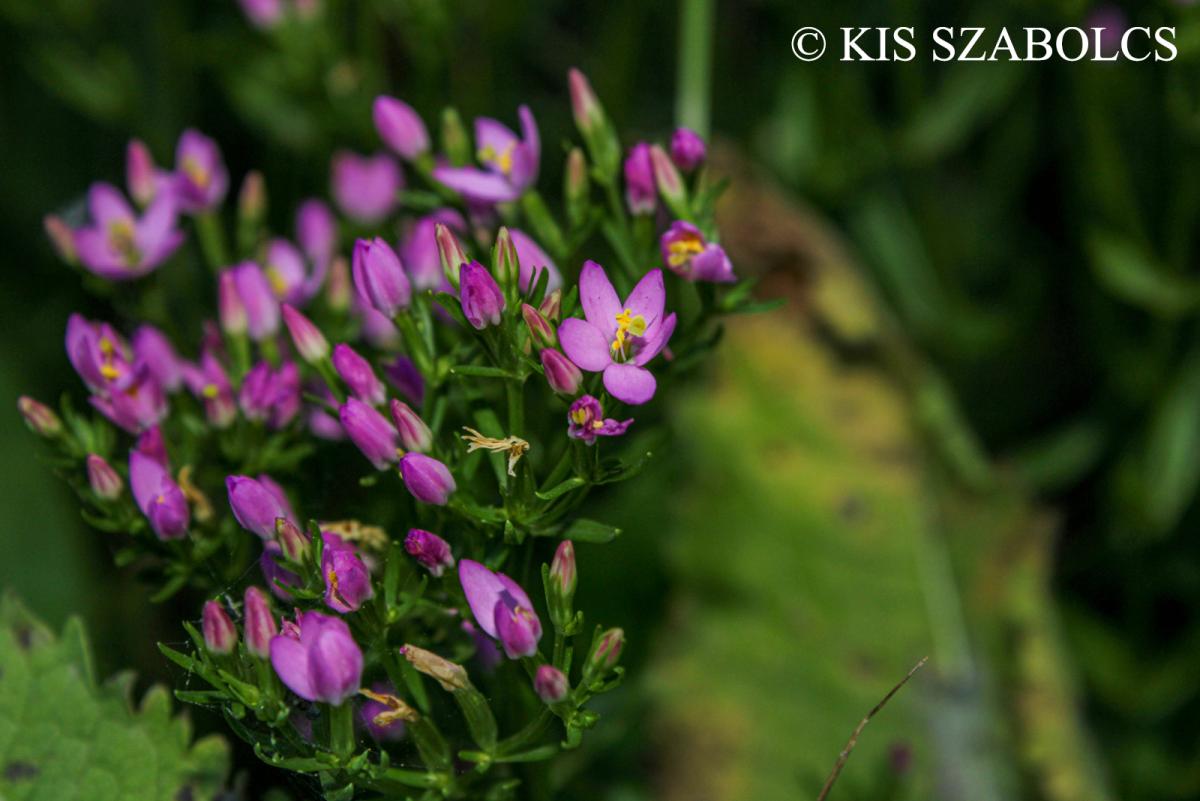 Centaurium erythraea Raf.