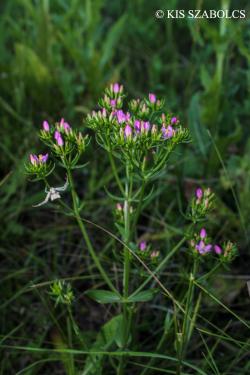 Centaurium erythraea Raf. 2.Kép