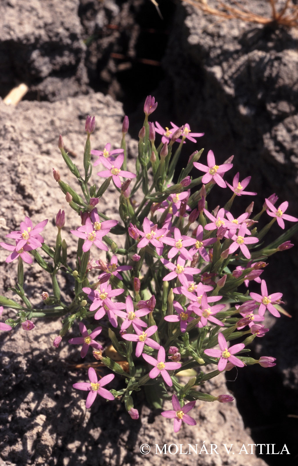 Centaurium pulchellum (Sw.) Druce