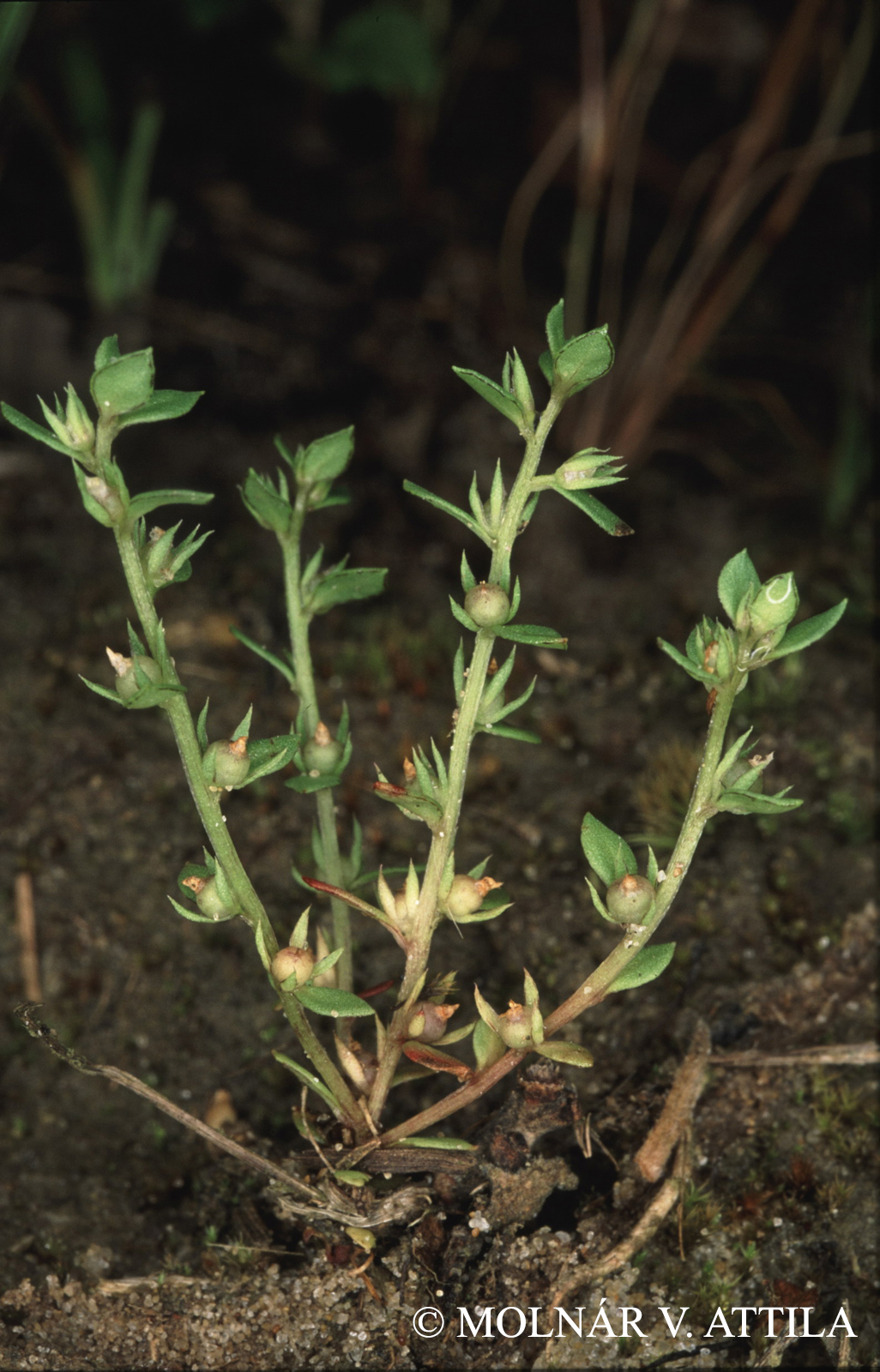 Centunculus minimus L.