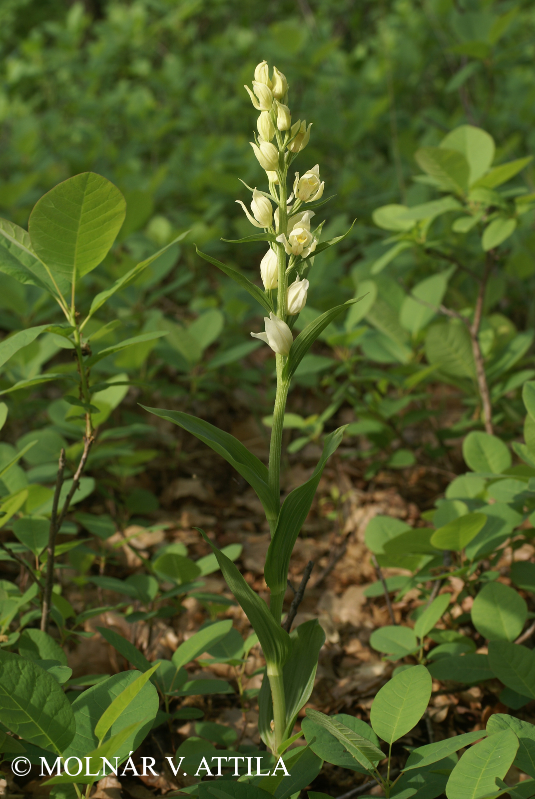 Cephalanthera damasonium (Mill.) Druce