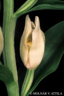 Cephalanthera damasonium (Mill.) Druce 2.Image