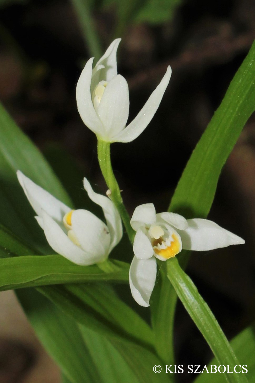 Cephalanthera longifolia (L.) Fritsch