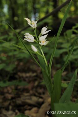 Cephalanthera longifolia (L.) Fritsch 2.Image